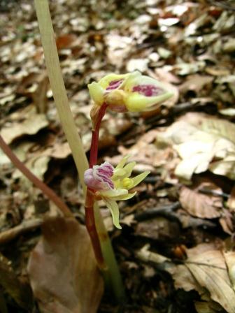 Epipogium aphyllum